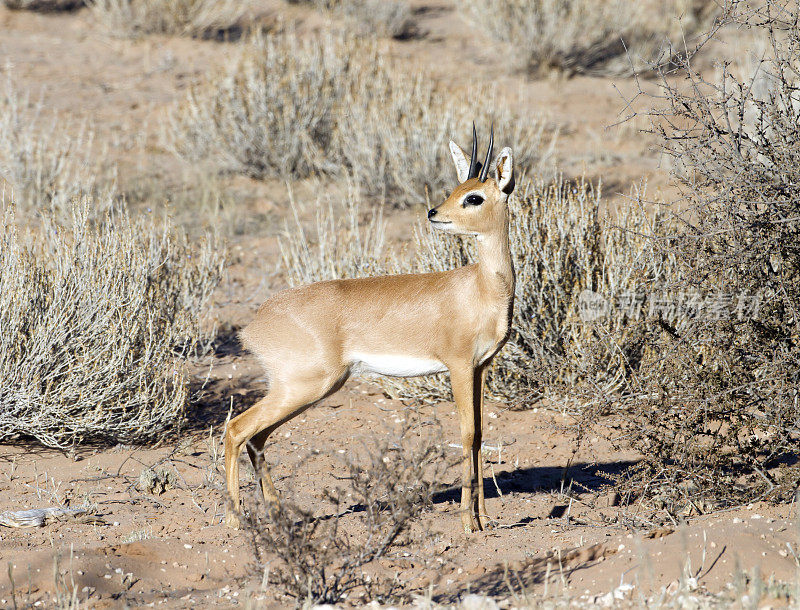 Steenbok, Kgalagadi越境公园，南非